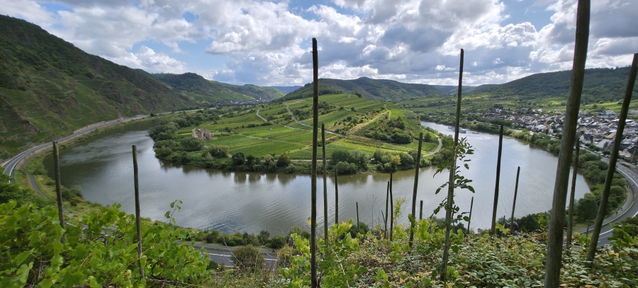 The Mosel is home to the steepest vineyards in the world, and the region is truly stunning.