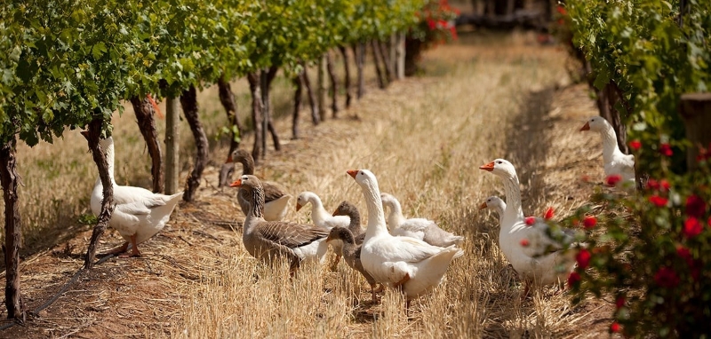 Emiliana is the largest organic vineyard in the world.