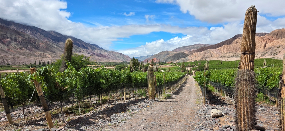 The Humahuaca Canyon has a number of wineries which rank among the highest in the world.