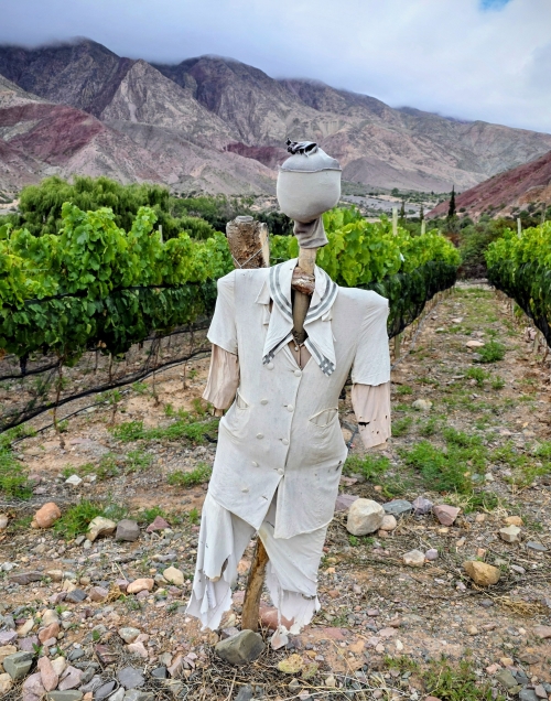 There are still birds eating grapes at this altitude!