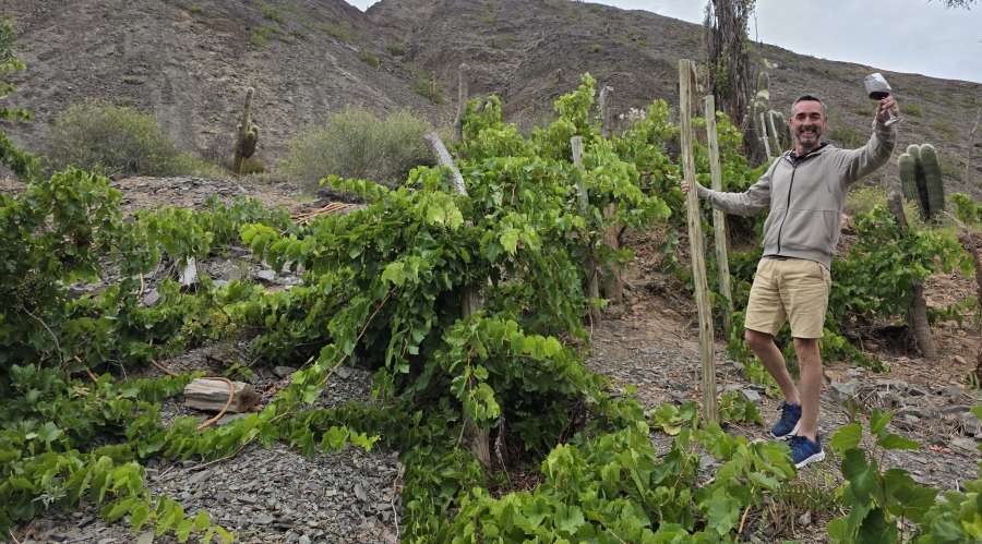 Wild vines growing across the baren hills at the Incahuasi winery.